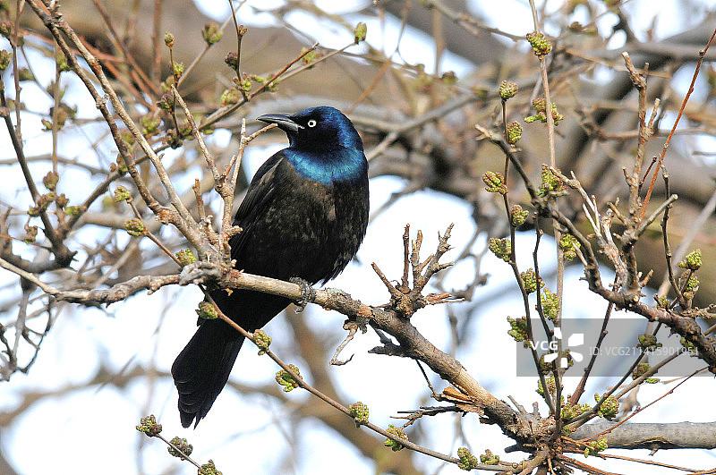 低角度拍摄栖息在树上的鸣八哥，美国蒙特罗斯角鸟类保护区图片素材