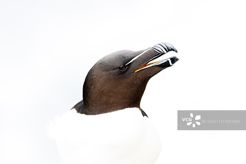 白色背景上的巴布亚企鹅特写图片素材