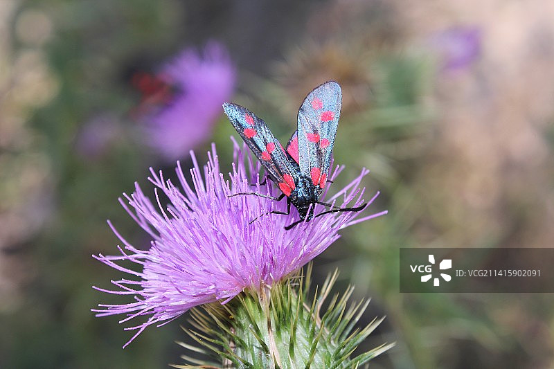 蝴蝶在紫色花朵上采蜜特写，土耳其图片素材