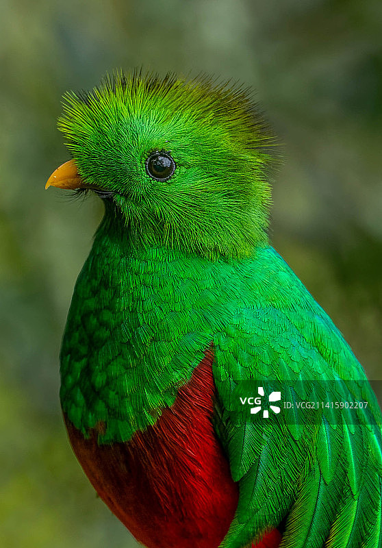 户外栖息的鹦鹉特写图片素材