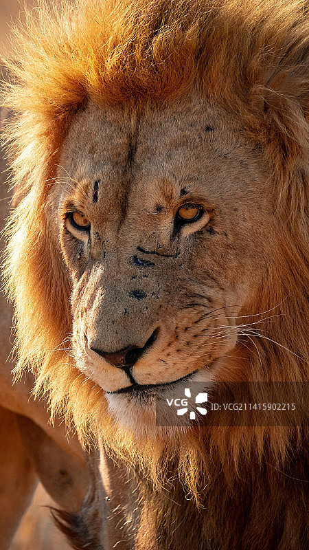 狮子特写肖像，印度尼西亚图片素材