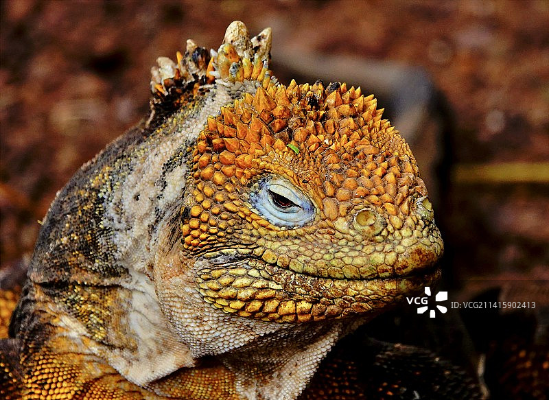 厄瓜多尔加拉帕戈斯陆鬣蜥特写图片素材