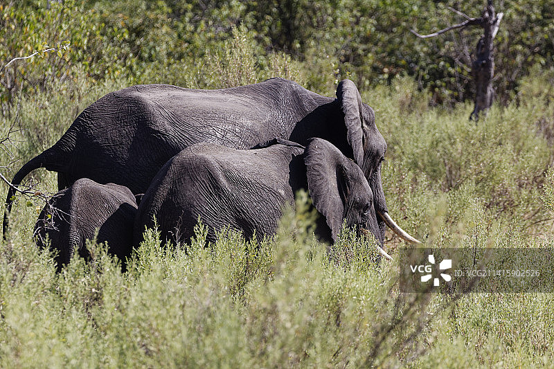 博茨瓦纳卡希安巴拉斯，田野里的大象侧面图图片素材