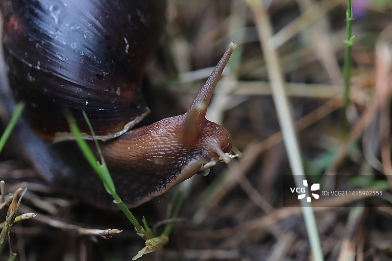 树叶上的蜗牛特写，印度马哈拉施特拉邦塔恩图片素材