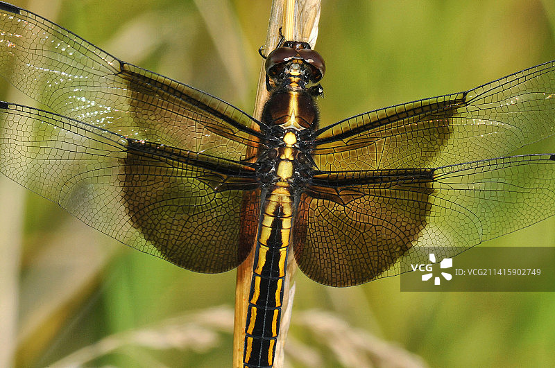 美国拉巴格森林植物上的蜻蜓特写图片素材