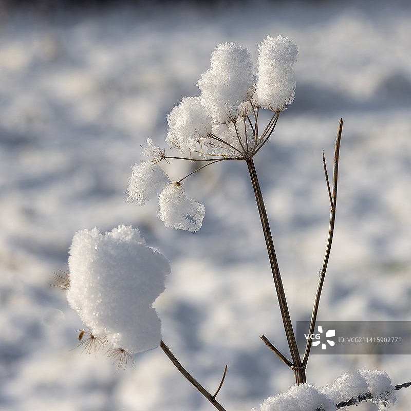 冬季英国东格林斯特德的旱芹茎上的积雪图片素材