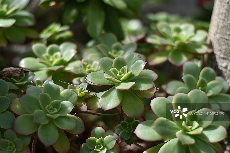 多肉植物特写图片素材