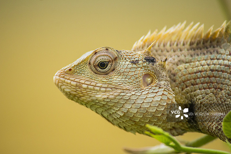 鬣蜥特写，印度卡纳塔克邦图片素材