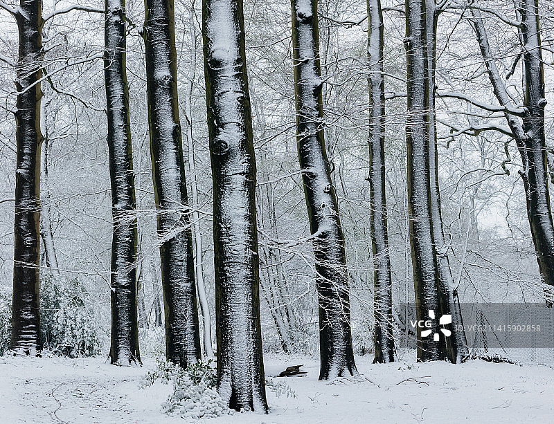 冬季荷兰Zeist森林的雪景树木图片素材