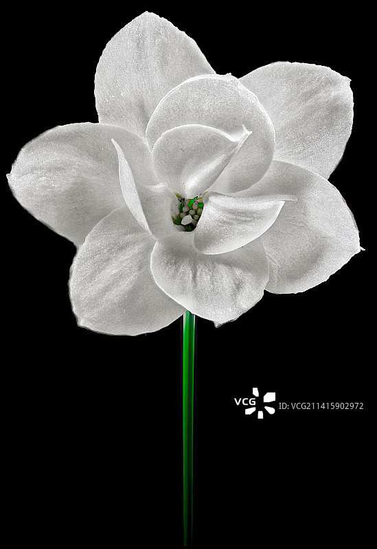 黑色背景下的白色花朵特写，印度中央邦图片素材