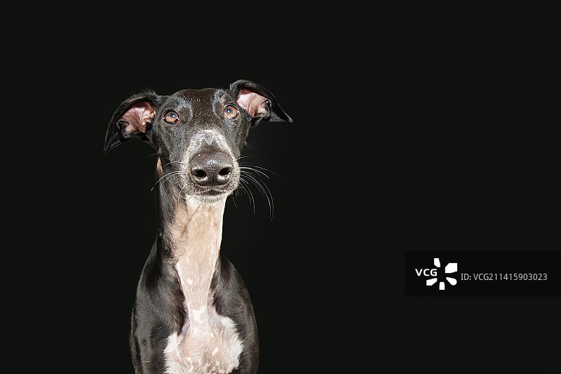 灰狗犬肖像，赫罗纳，西班牙图片素材