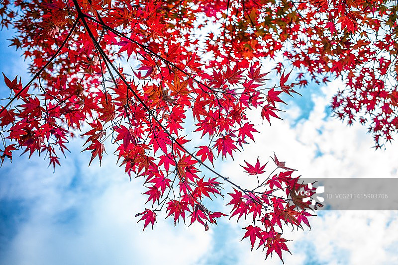印度的红色枫树叶图片素材
