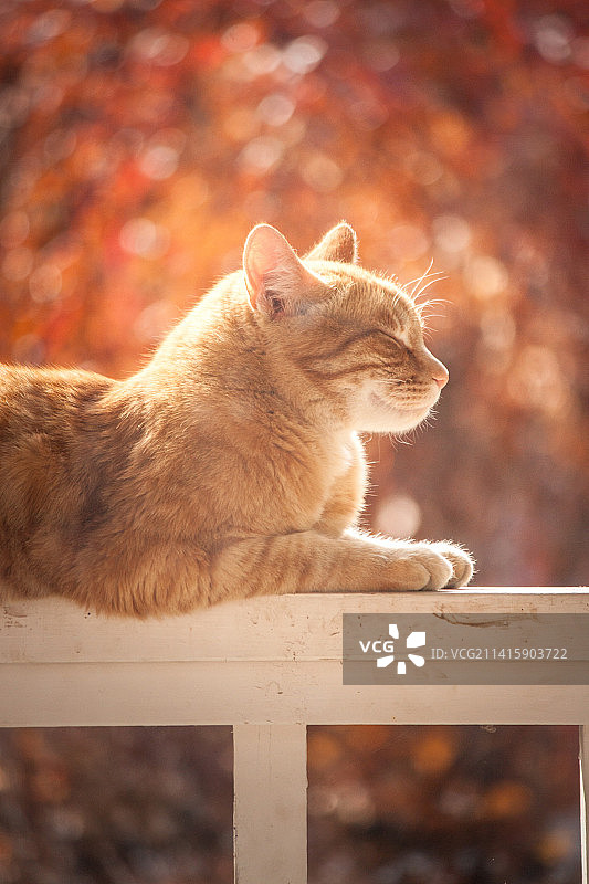 印度尼西亚栏杆上的猫特写图片素材