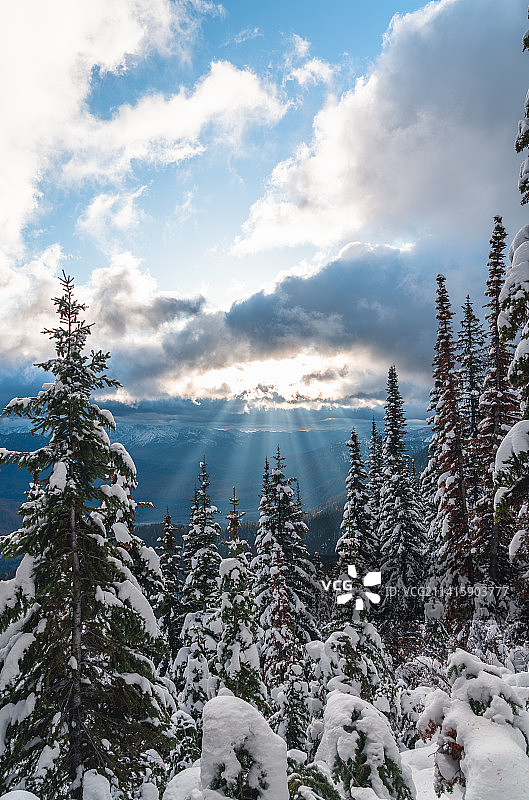 雪地树木，海伦娜，蒙大拿州，美国图片素材