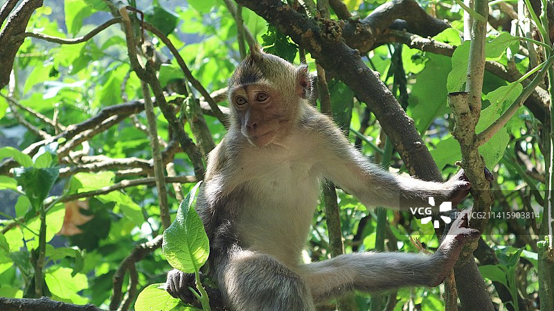 低角度拍摄：猕猴栖息在树上，印度尼西亚塔旺芒古图片素材