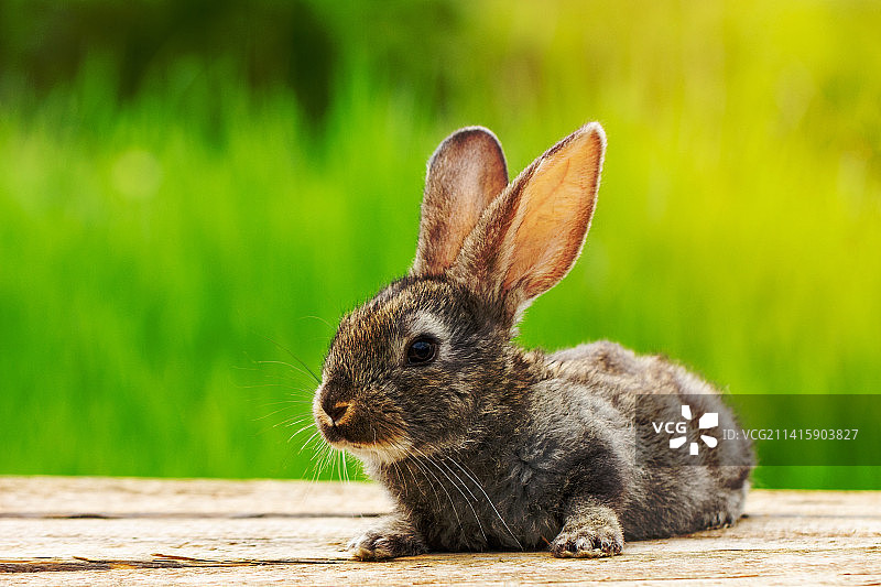 在自然绿色背景下的可爱蓬松的灰色兔子肖像，罗马尼亚阿拉德图片素材