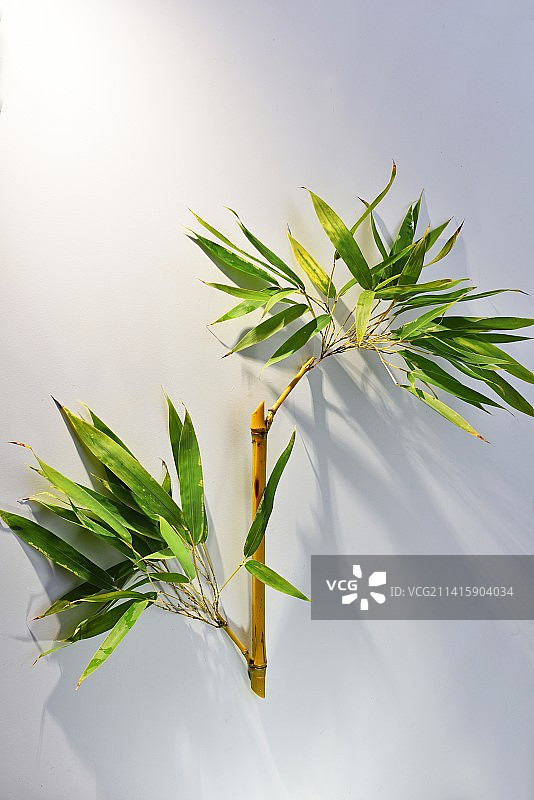 白色背景下的迷迭香特写，法国图片素材