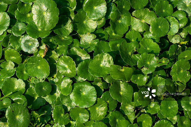 孟加拉国的美洲水 Pennywort 或 Marsh pennywort 或 Gotu kola图片素材