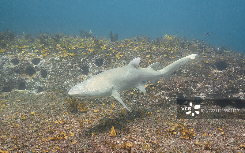海中鲨鱼游泳的特写图片素材