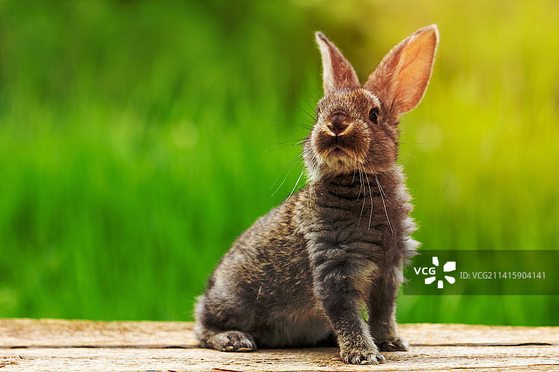 在自然绿色背景下的可爱蓬松的灰色兔子肖像，罗马尼亚阿拉德图片素材