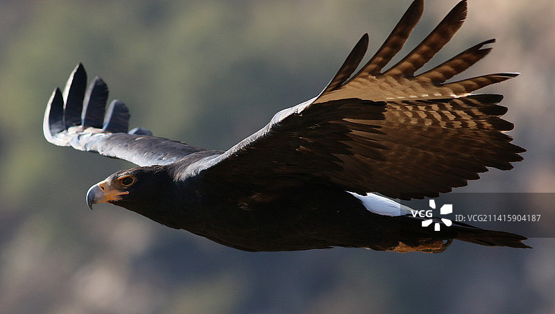 秃鹫在天空飞翔的特写，毛里塔尼亚图片素材