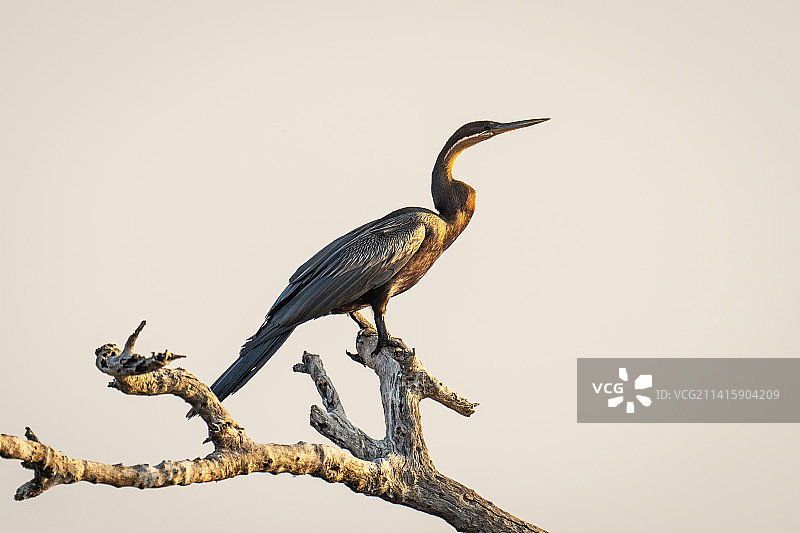 博茨瓦纳枯枝上的非洲蛇鹈图片素材