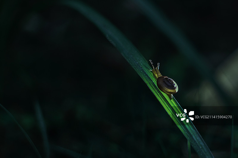 印度尼西亚帕洛波市叶子上爬行的蜗牛特写图片素材