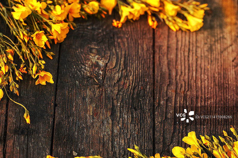 木质背景上的黄色花朵，美丽的春季节日背景，罗马尼亚阿拉德图片素材