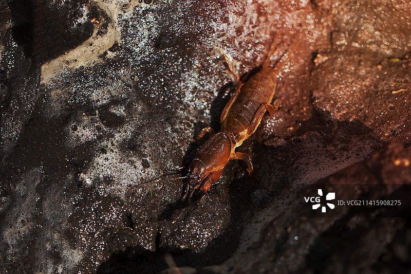 欧洲蝼蛄土壤上的农业害虫，选择性聚焦，罗马尼亚阿拉德图片素材