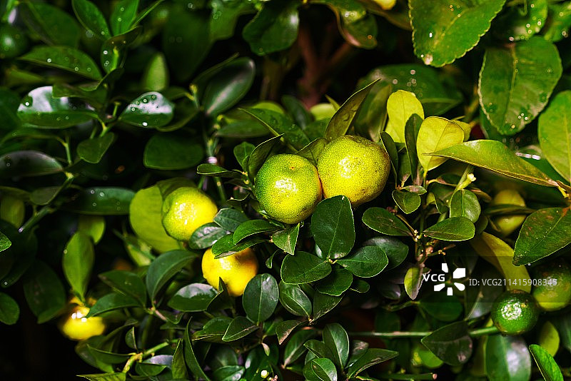 花盆里新鲜美丽的橘子树，小橘子果实，阿拉德，罗马尼亚图片素材