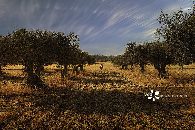 田野上的树木映衬着天空图片素材