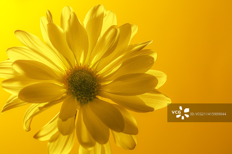 花在黄色背景下的特写，美国亚利桑那州尤马图片素材