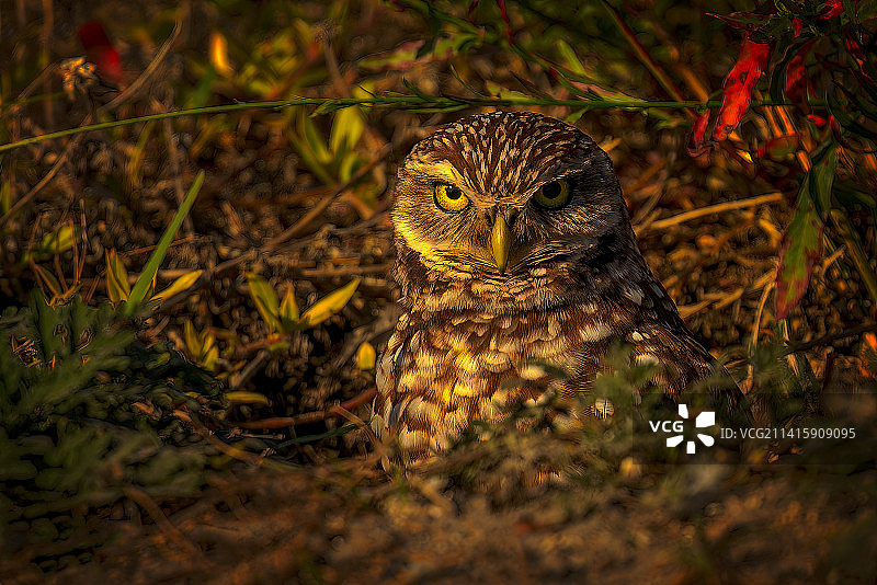 穴鸮栖息在田野上的特写，美国佛罗里达州科勒尔角图片素材
