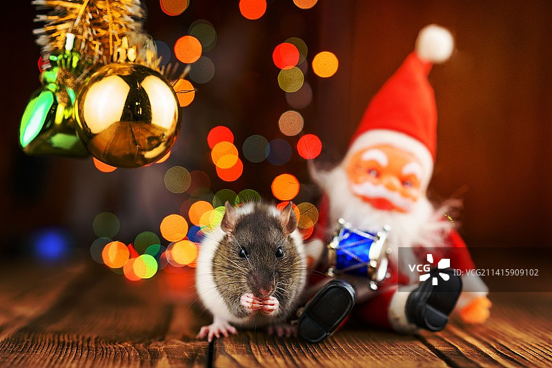 可爱老鼠与圣诞装饰图片素材