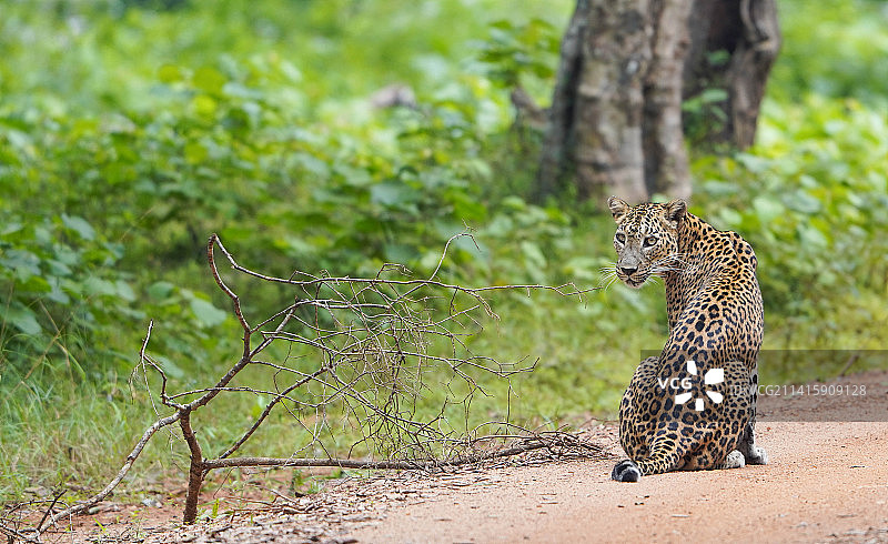斯里兰卡维尔帕图国家公园，坐在田野上的豹子侧视图图片素材