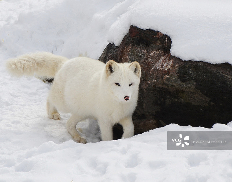 站在雪地上的狗的画像，印度尼西亚图片素材