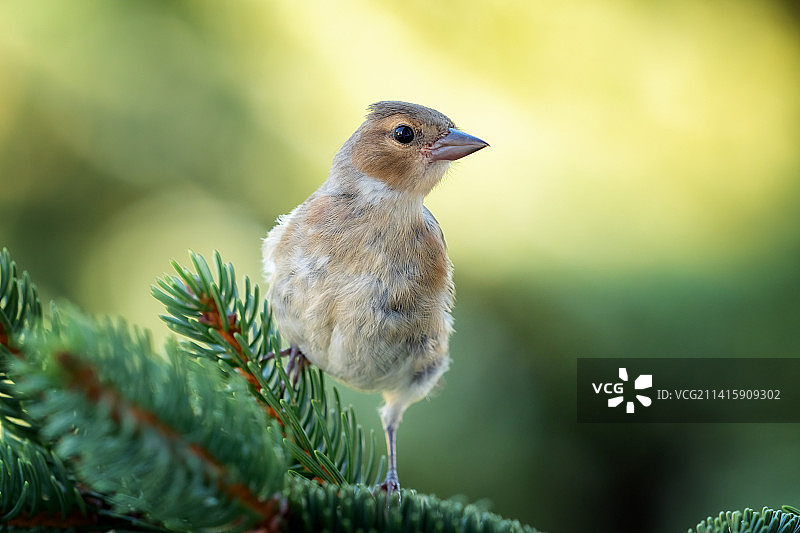特写：歌雀栖息在树枝上，捷克共和国利贝雷茨图片素材