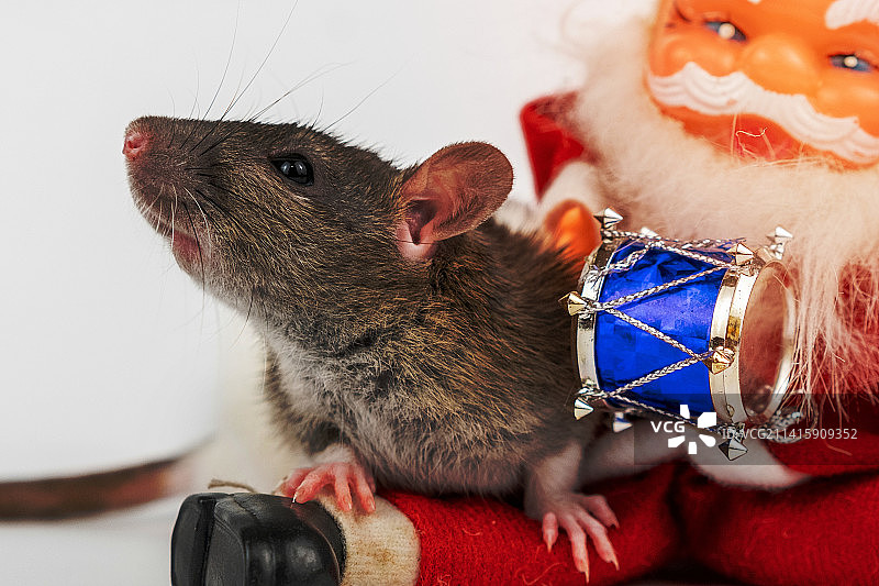 白色背景上的可爱小灰鼠与圣诞老人玩偶（罗马尼亚阿拉德）图片素材
