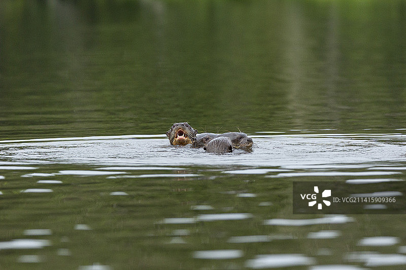 巨型水獭嘲笑摄影师图片素材