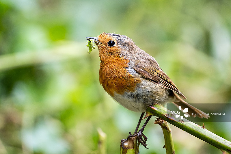 圣诞节倒计时6天：一只骄傲的知更鸟，希拉磨坊，英国图片素材