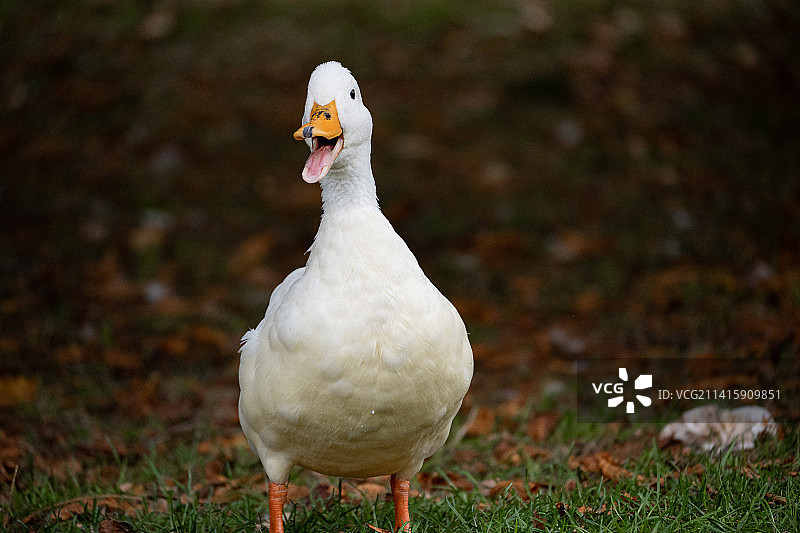 田野里的鹅特写图片素材