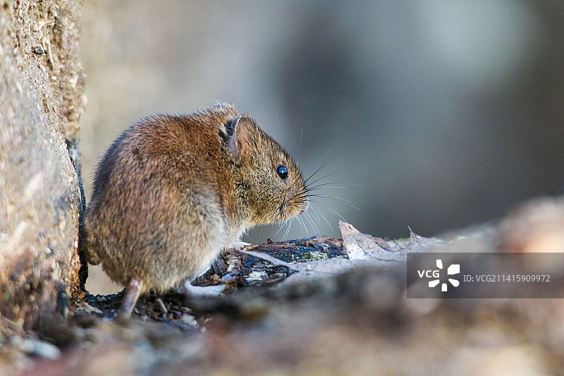 岩石上的地松鼠特写图片素材
