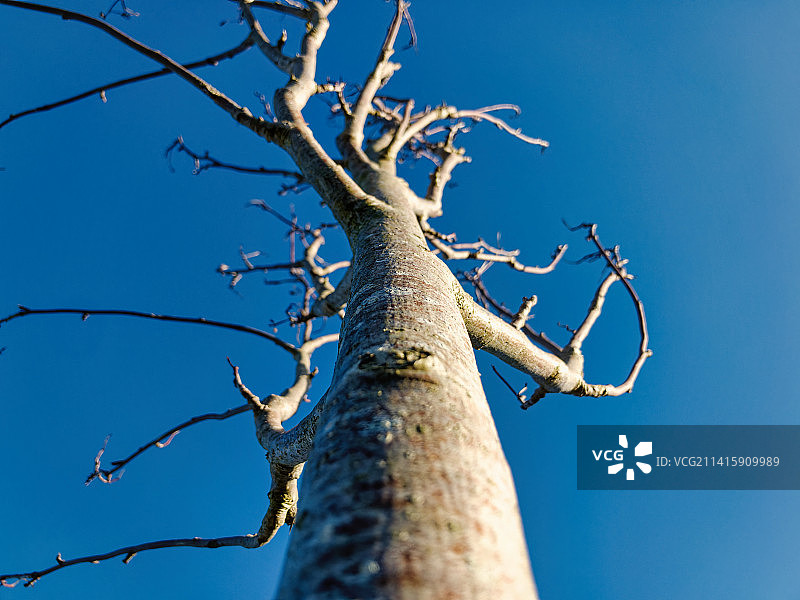 斯瓦德林科特：蓝天下的树木图片素材