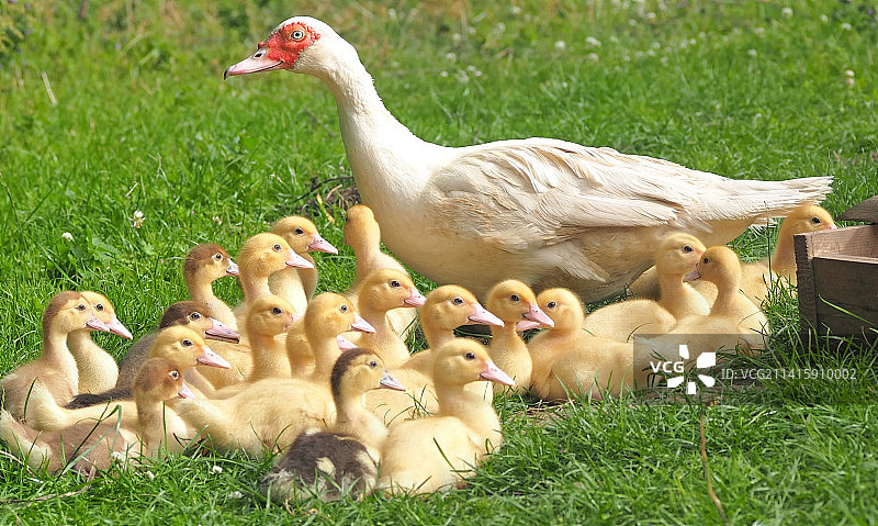 小鸭在田野上特写，印度尼西亚图片素材
