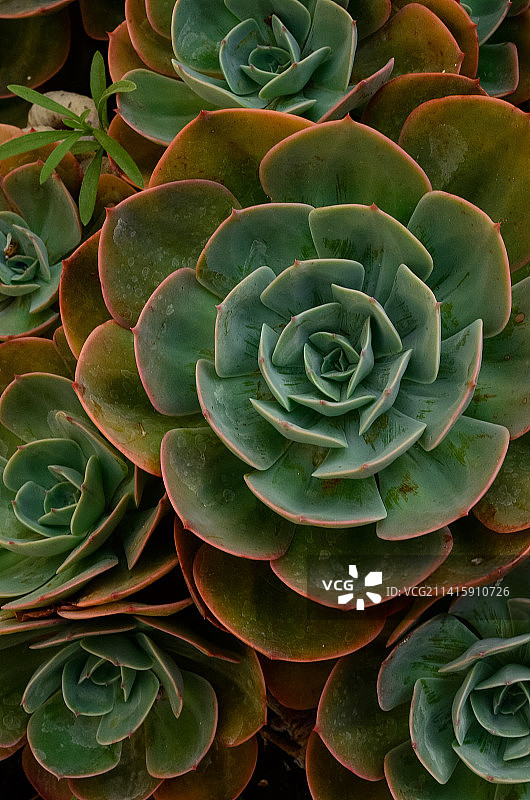 印度尼西亚的肉质植物全画幅照片图片素材