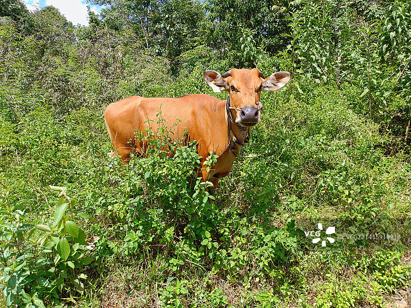 印度尼西亚坤甸田野上的奶牛肖像图片素材