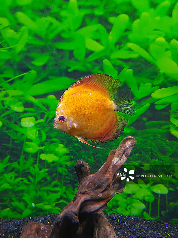 土耳其海中丽鱼特写图片素材