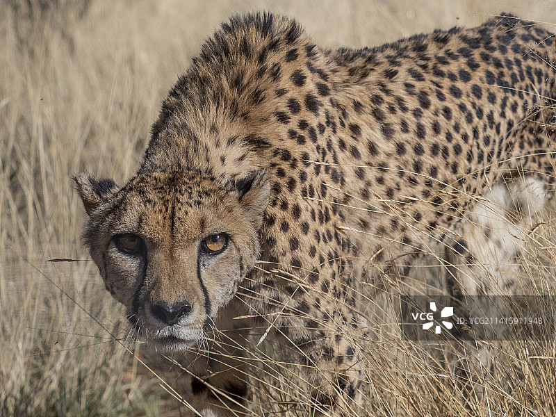纳米比亚，非洲猎豹的肖像图片素材