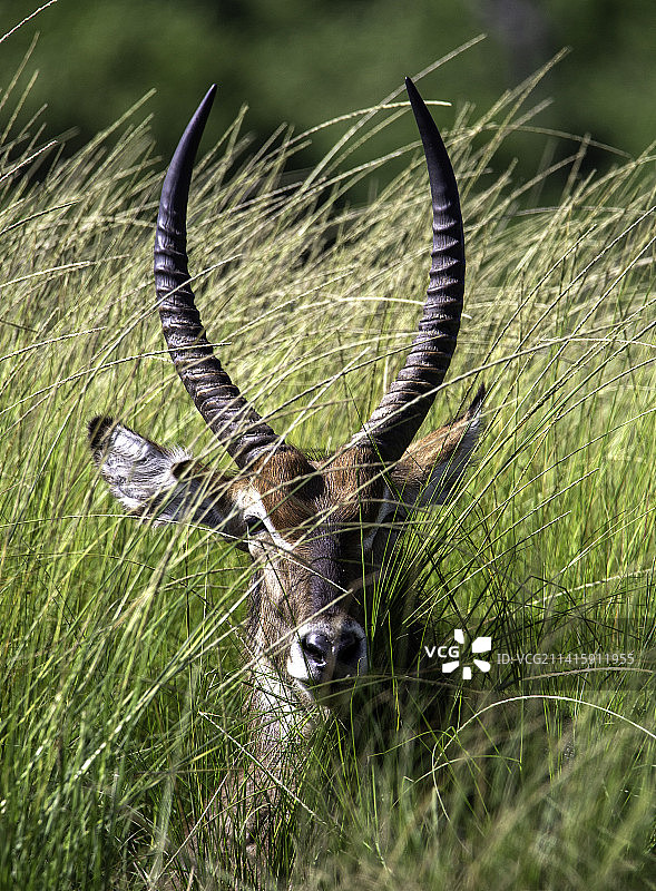 纳米比亚田野上的山羊画像图片素材