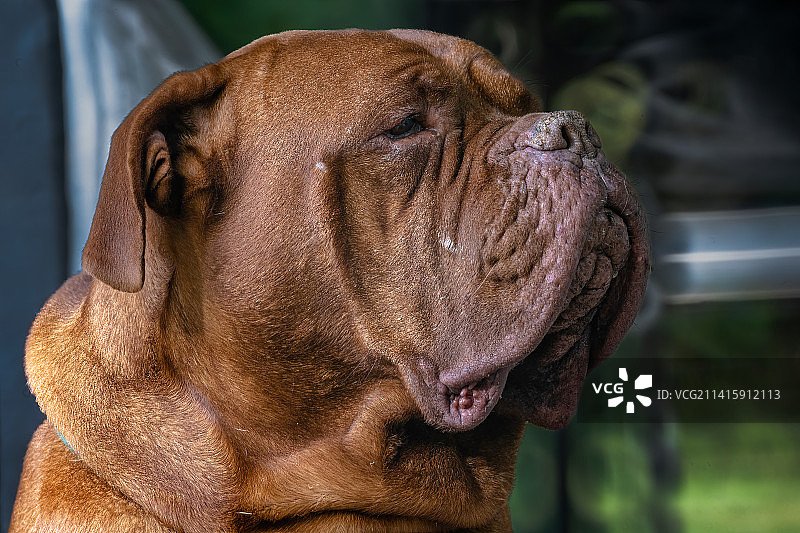 法国獒犬特写，阿根廷图片素材